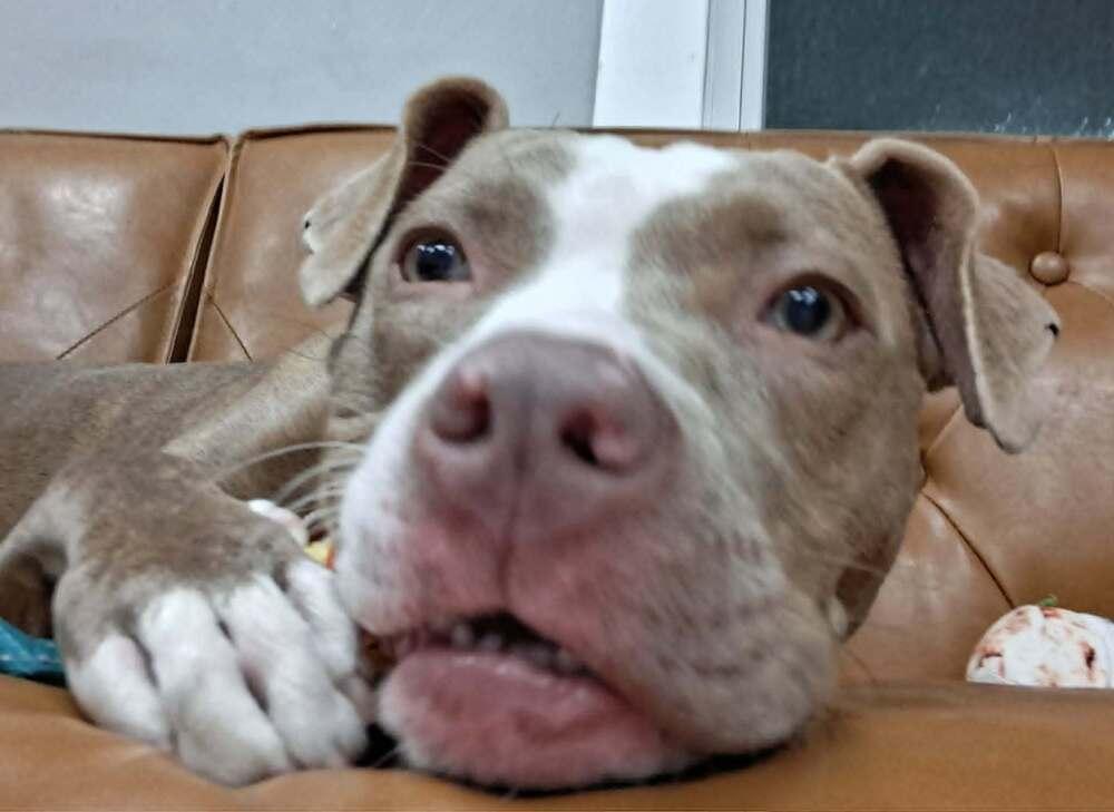 Katie Mae (26-066 D), Adoptable, Young Female Mixed Breed.