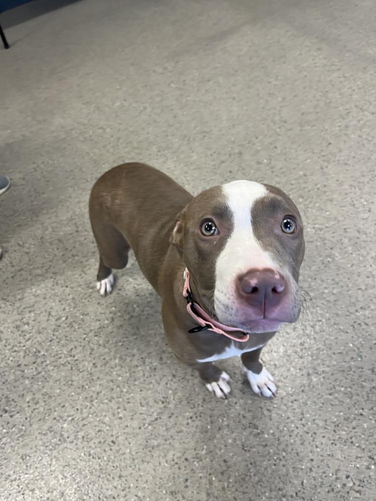 Enlarge Katie Mae (26-066 D), a Adoptable mixed breed in Lansing, MI image 1/3