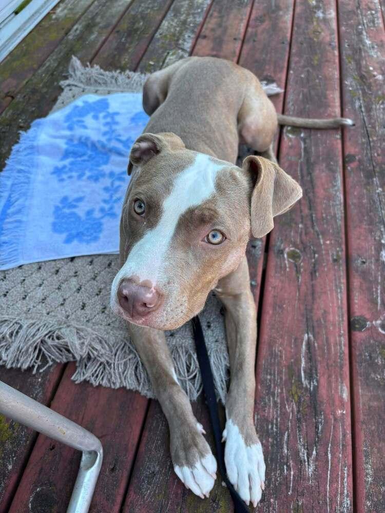 Enlarge Katie Mae (26-066 D), a Adoptable mixed breed in Lansing, MI image 3/6