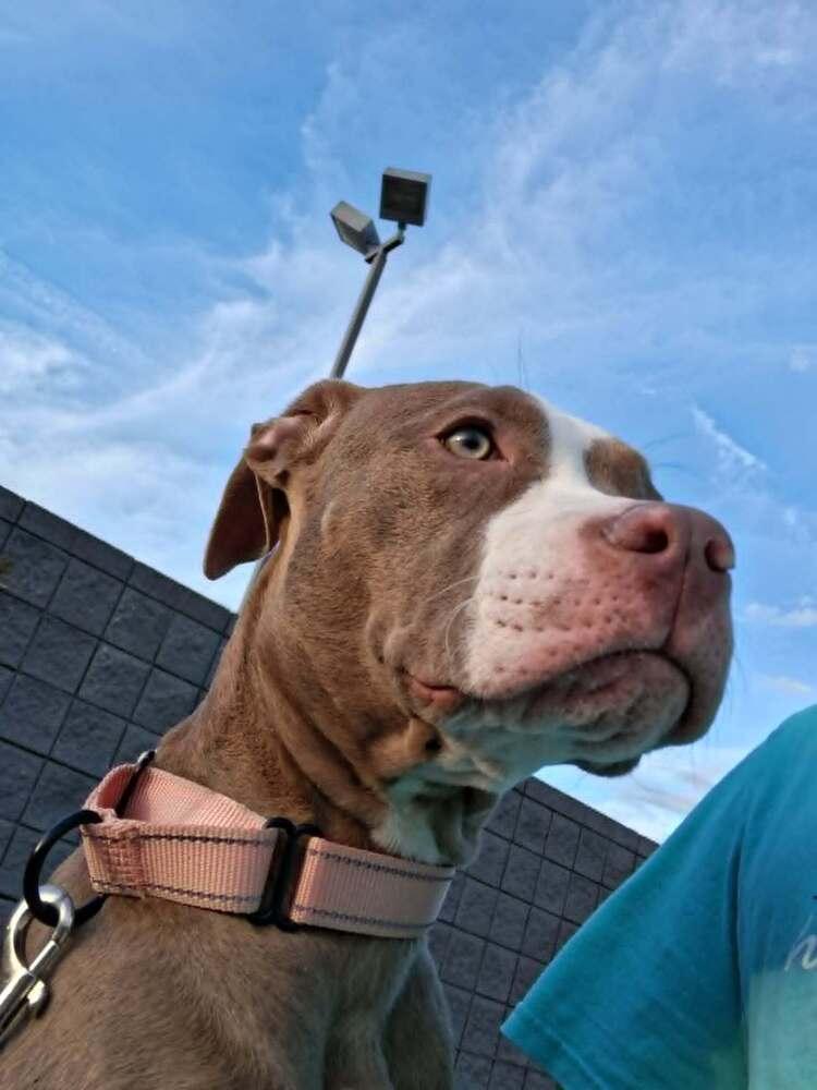 Enlarge Katie Mae (26-066 D), a Adoptable mixed breed in Lansing, MI image 5/6