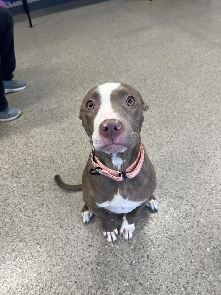 Enlarge Katie Mae (26-066 D), a Adoptable mixed breed in Lansing, MI image 3/3