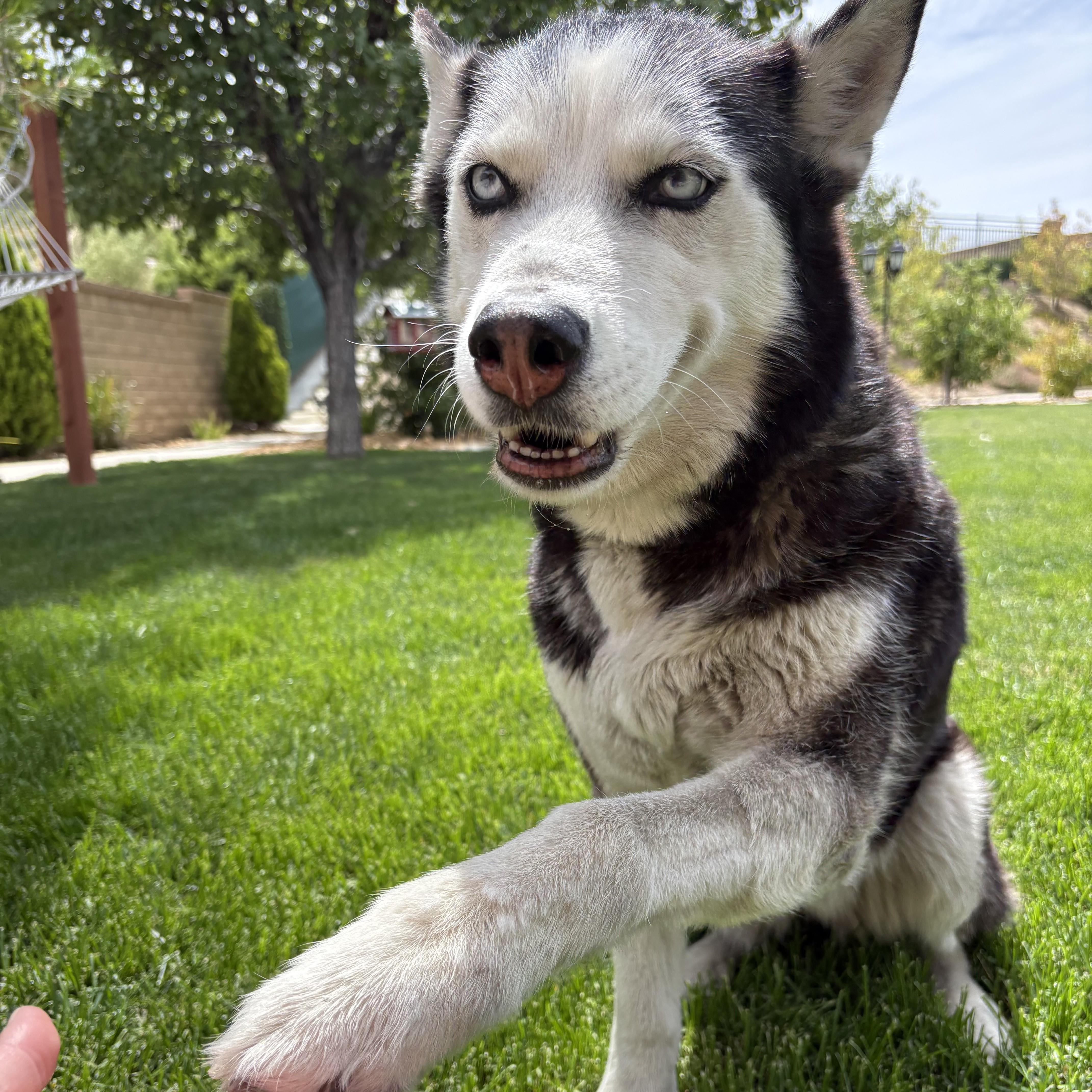 Enlarge Bella, a Adoptable Siberian Husky in Studio City, CA image 2/3