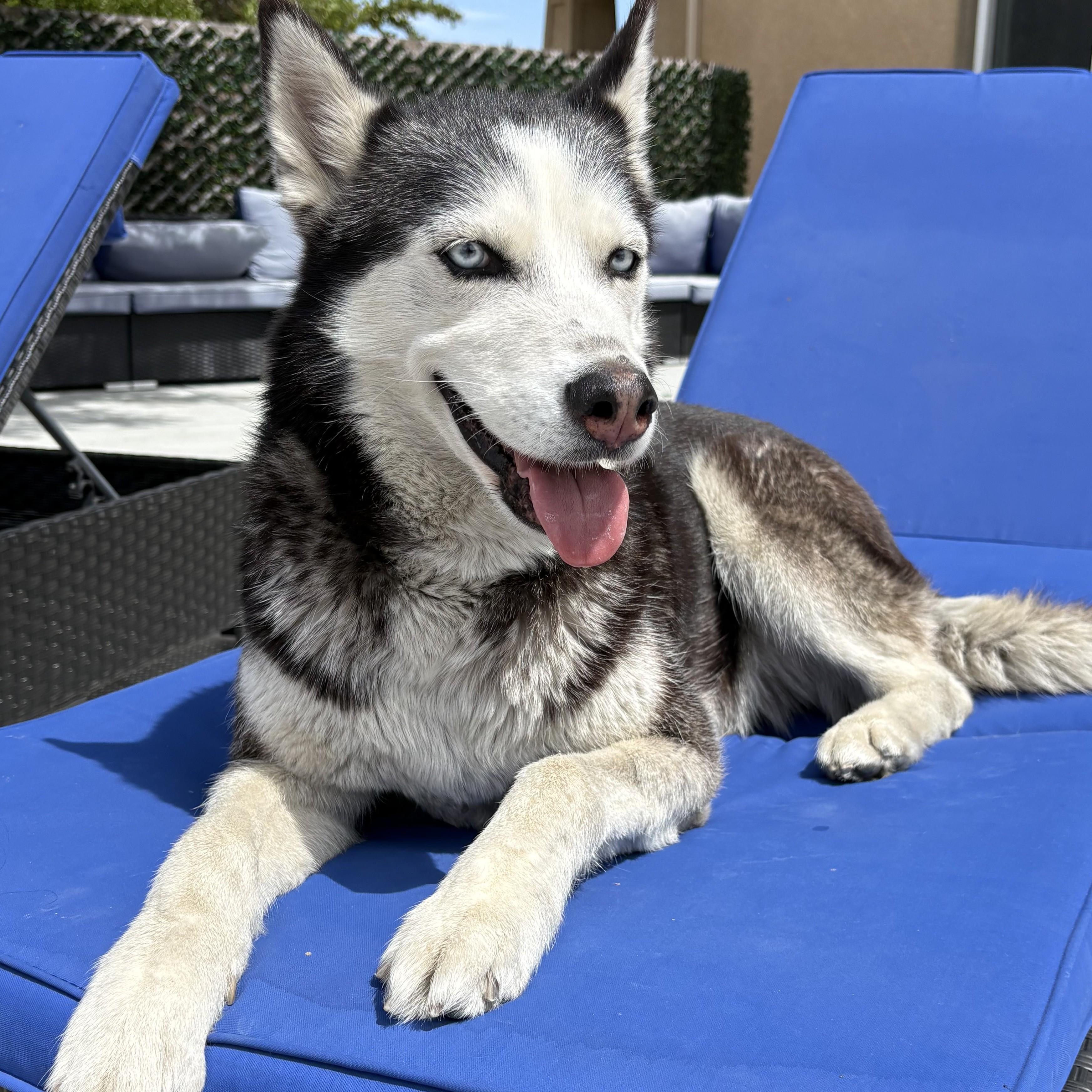 Bella, Adoptable, Adult Female Siberian Husky.