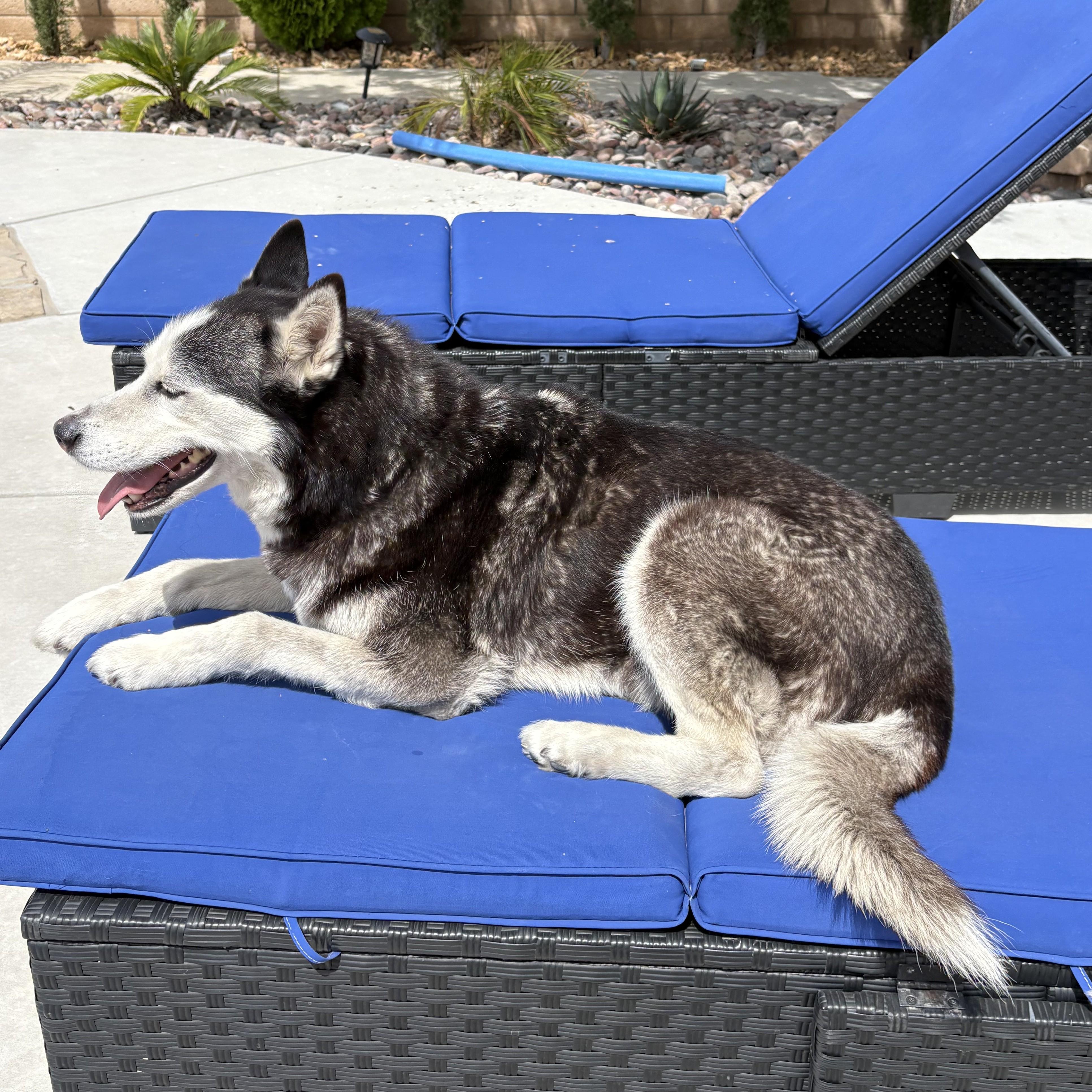 Enlarge Bella, a Adoptable Siberian Husky in Studio City, CA image 3/3