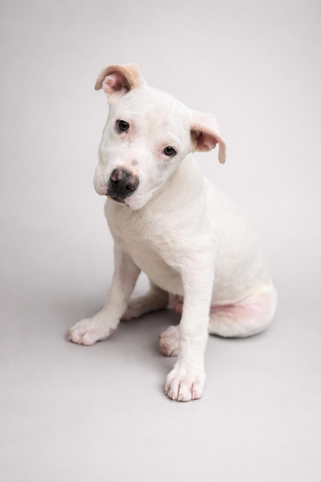 Enlarge Punch , an adopted mixed breed in Navarre, FL image 1/2