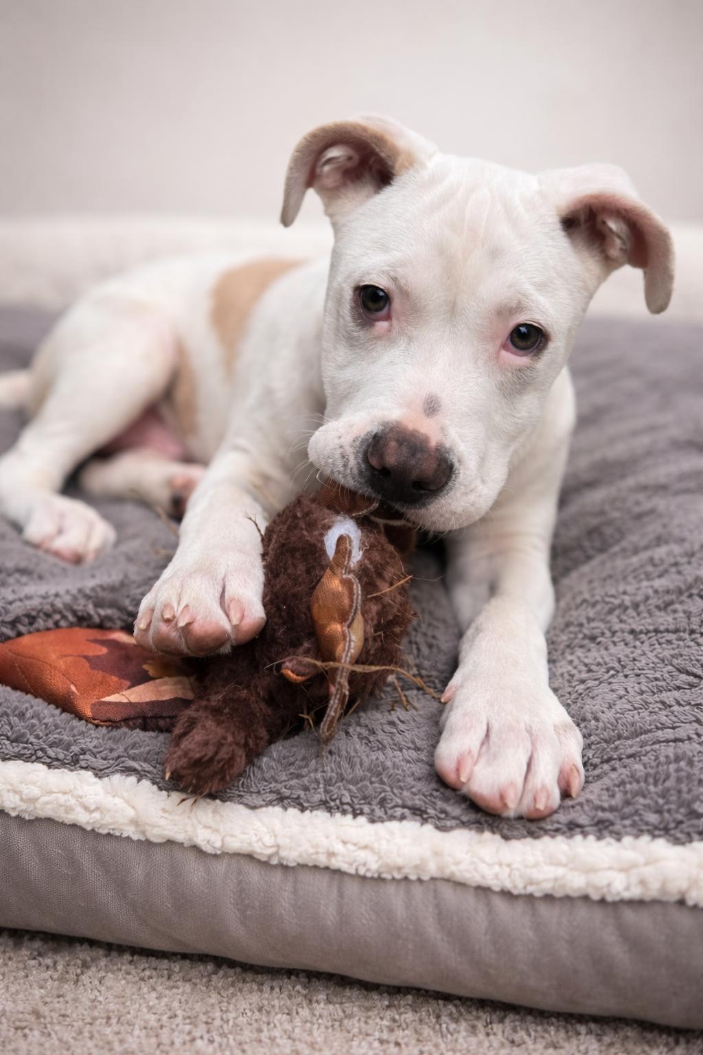 Enlarge Punch , an adopted mixed breed in Navarre, FL image 2/2