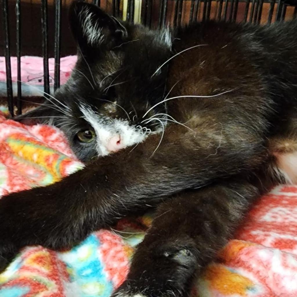Baylor AKA Travy, Adoptable, Adult Male Domestic Short Hair.