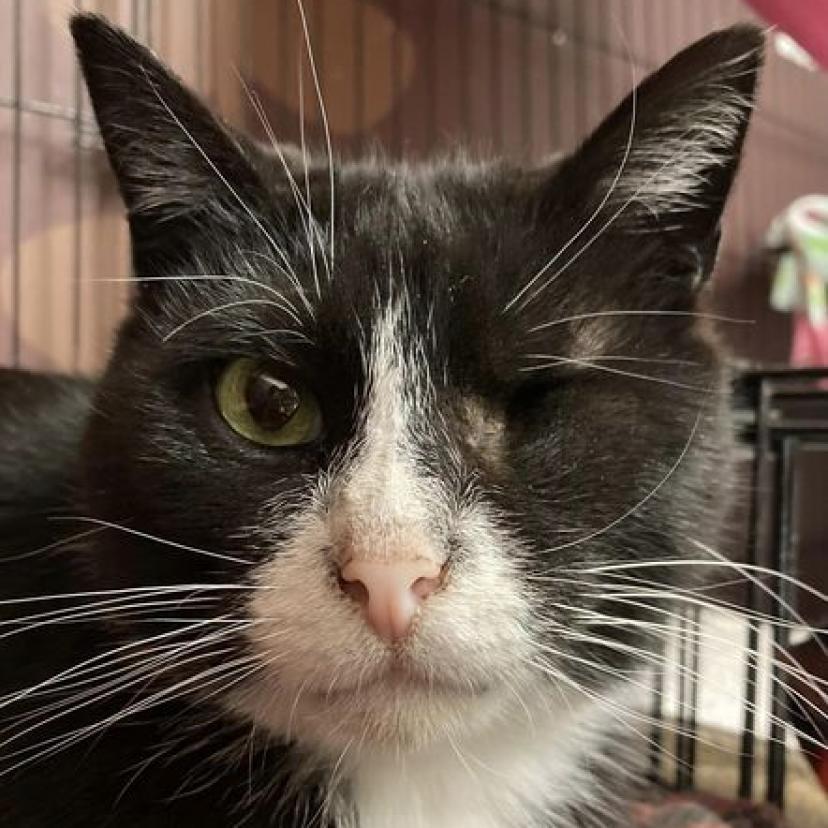 Baylor AKA Travy, a Adoptable Domestic Short Hair in Hamburg, NY image 2/2