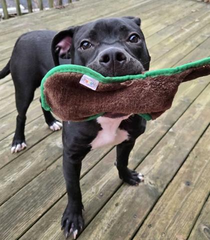 Enlarge Valentino, a ADOPTABLE mixed breed in Dubuque, IA image 2/3