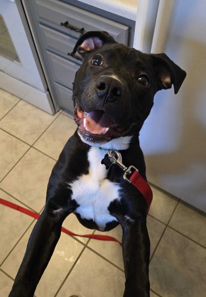 Enlarge Valentino, a ADOPTABLE mixed breed in Dubuque, IA image 3/3