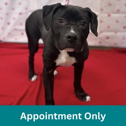 Enlarge Valentino, a ADOPTABLE mixed breed in Dubuque, IA image 1/3