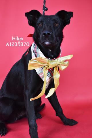 Hilga Urgent!