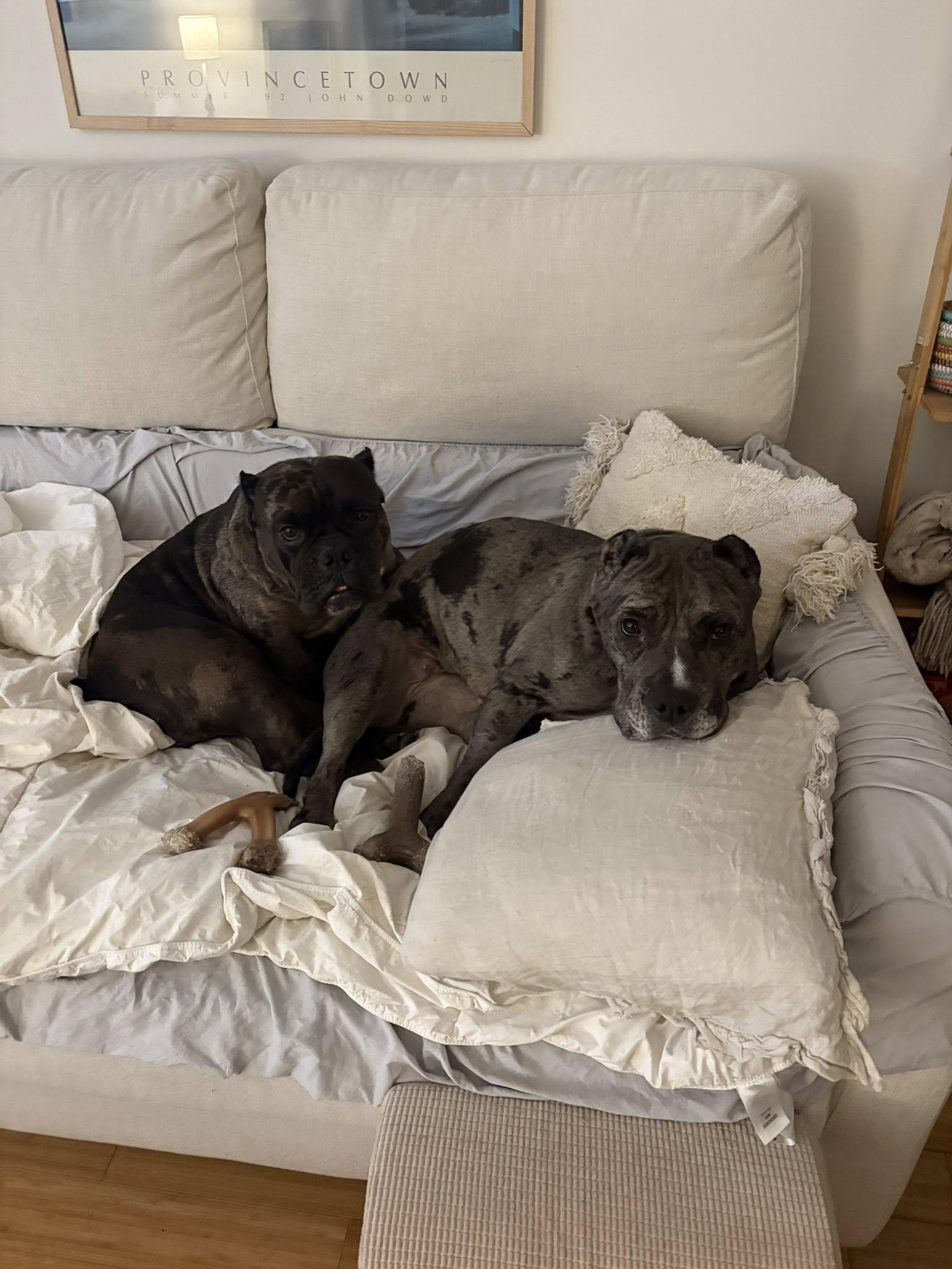 Melanie, a Adoptable mixed breed in Prospect, CT image 5/5