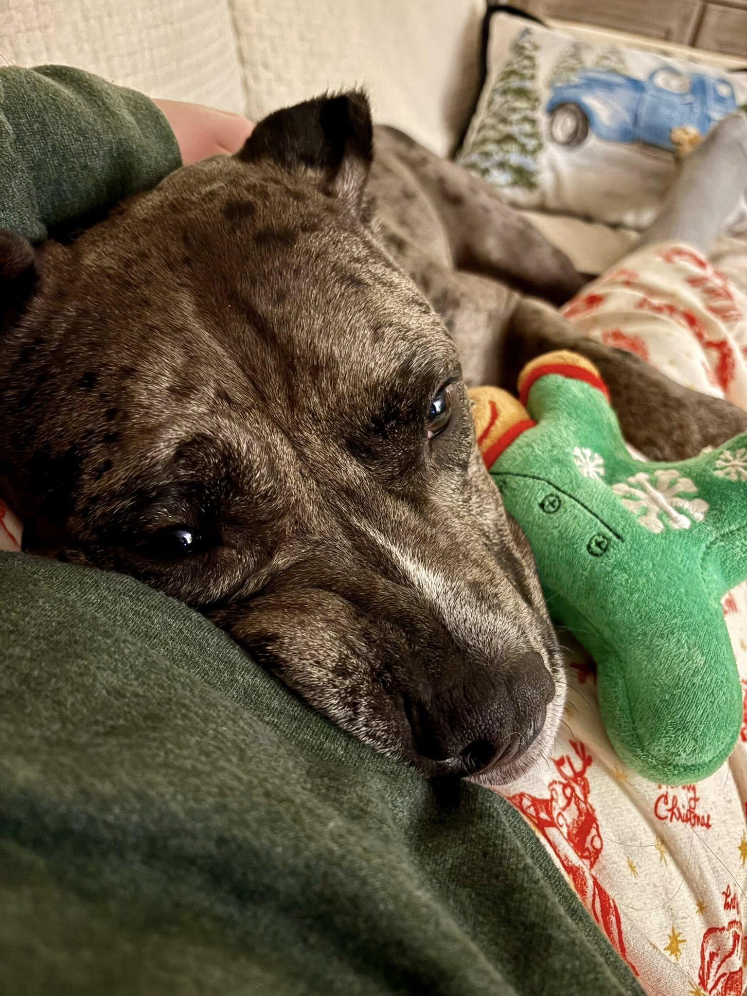 Melanie, a Adoptable mixed breed in Prospect, CT image 3/5