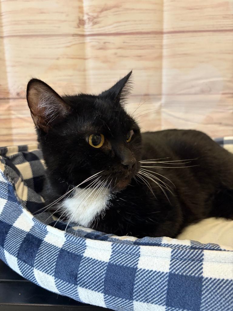 Sparky - Sponsored by The Williams, Adoptable, Adult Female Domestic Short Hair.