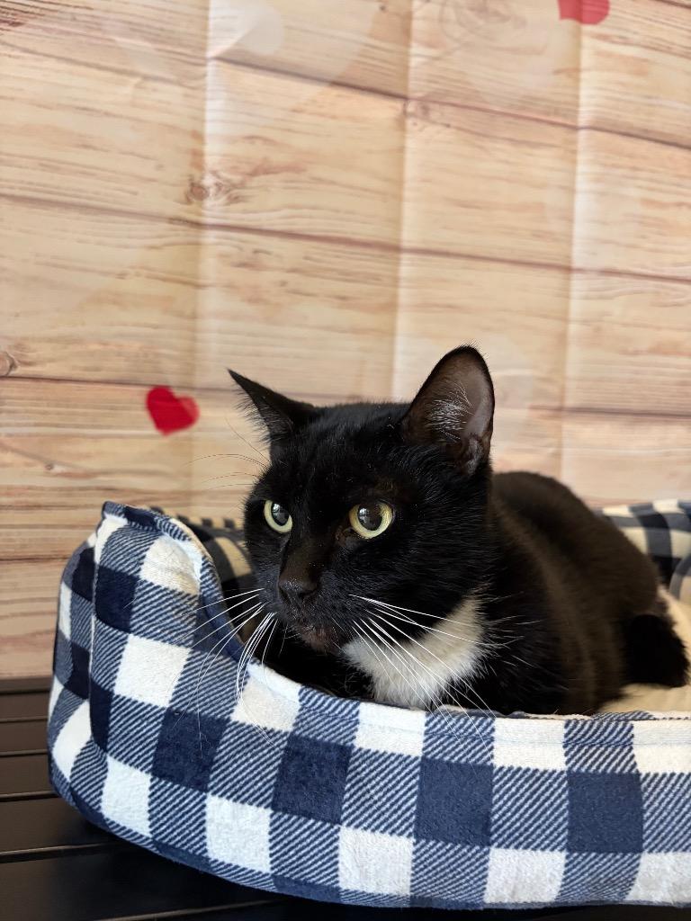 Enlarge Sparky - Sponsored by The Williams, a Adoptable mixed breed in Newberg, OR image 2/6