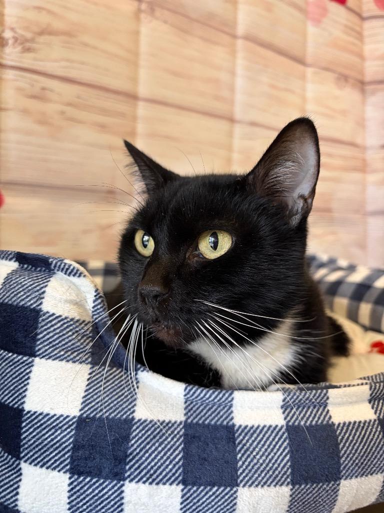 Enlarge Sparky - Sponsored by The Williams, a Adoptable mixed breed in Newberg, OR image 3/6