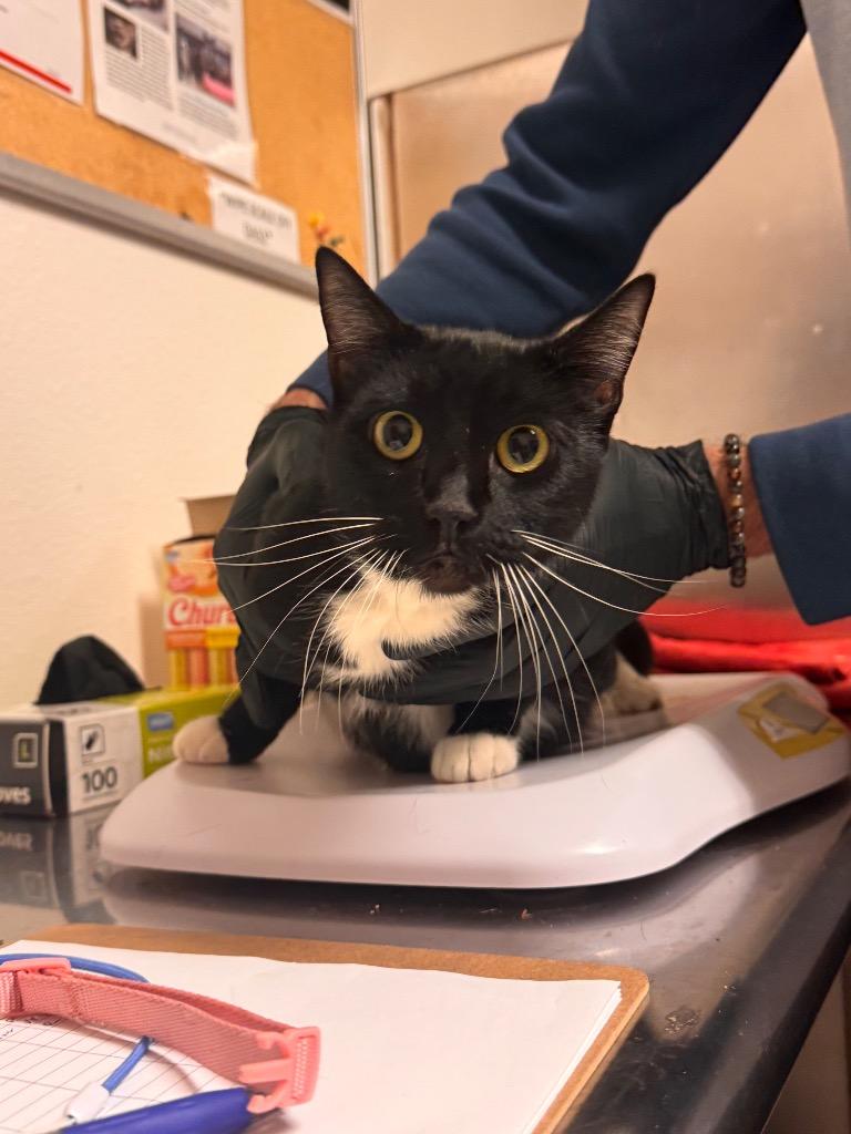 Enlarge Sparky - Sponsored by The Williams, a Adoptable mixed breed in Newberg, OR image 4/6