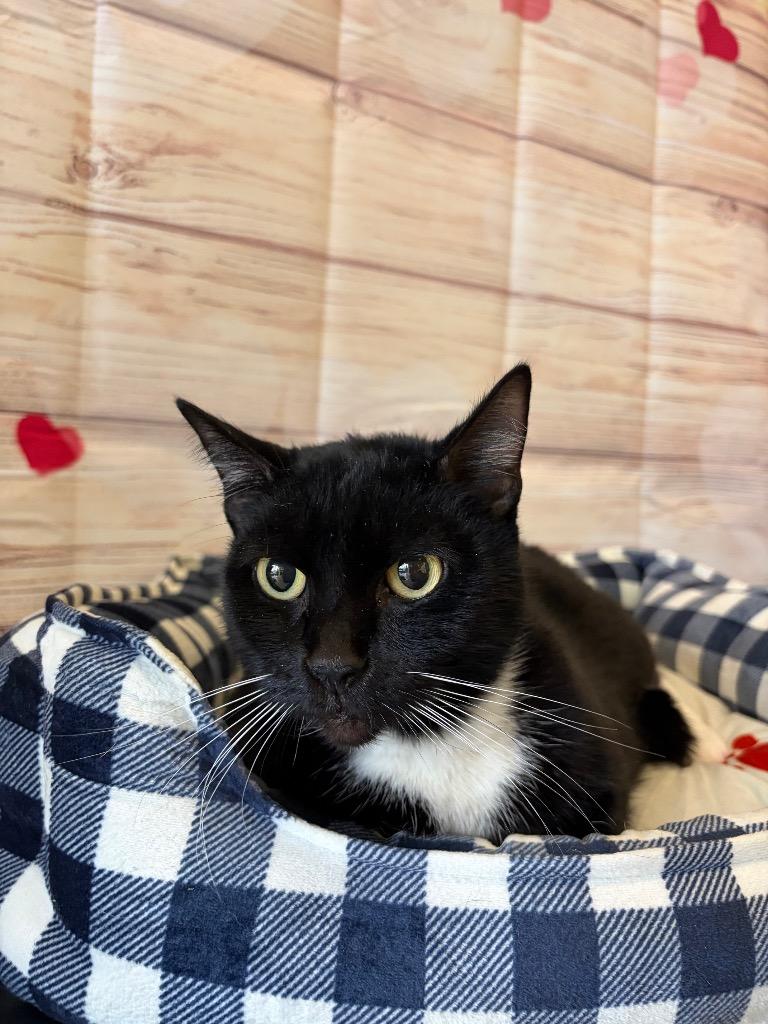 Enlarge Sparky - Sponsored by The Williams, a Adoptable mixed breed in Newberg, OR image 5/6