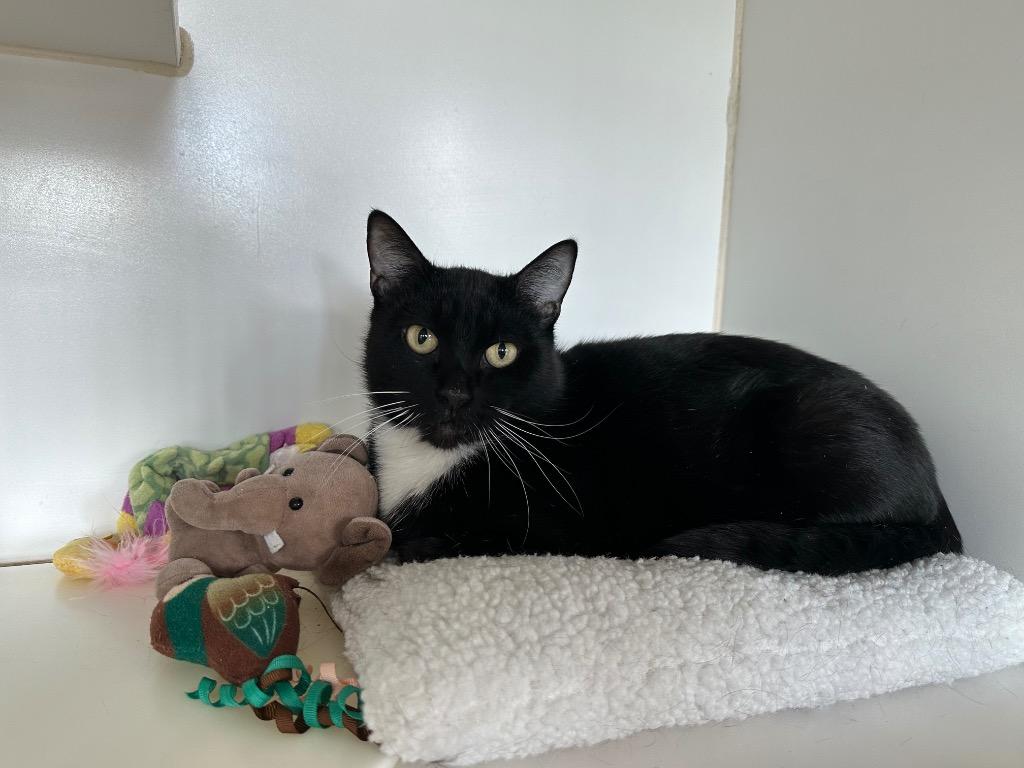 Enlarge Sparky - Sponsored by The Williams, a Adoptable mixed breed in Newberg, OR image 5/6