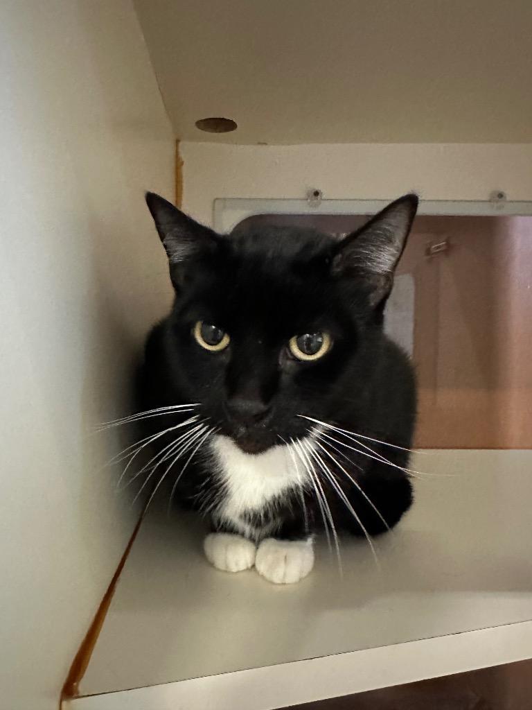 Enlarge Sparky - Sponsored by The Williams, a Adoptable mixed breed in Newberg, OR image 6/6