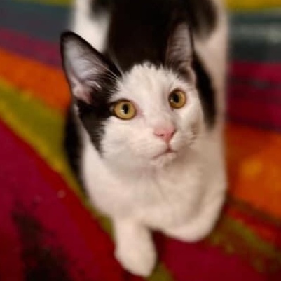 Anika, an adopted Domestic Short Hair in Bloomsburg, PA_image-1