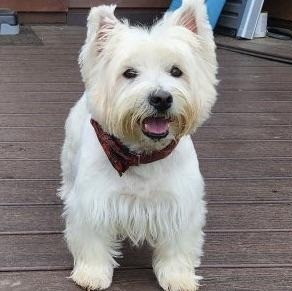 Joy, a Adopted West Highland White Terrier / Westie in Rockville, MD image 1/2