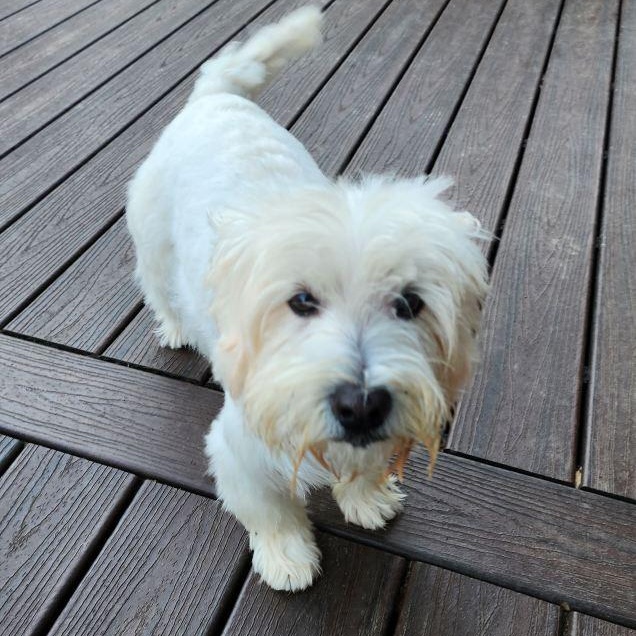 Joy, a Adopted West Highland White Terrier / Westie in Rockville, MD image 2/2