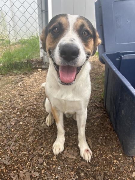 Enlarge Petey, a Adoptable mixed breed in Osage Beach, MO image 1/4