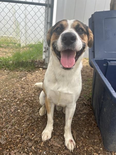 Enlarge Petey, a Adoptable mixed breed in Osage Beach, MO image 2/4