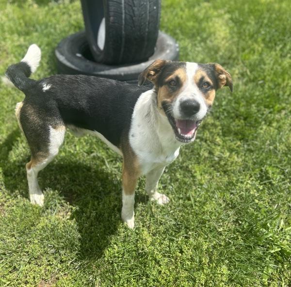 Enlarge Petey, a Adoptable mixed breed in Osage Beach, MO image 4/4