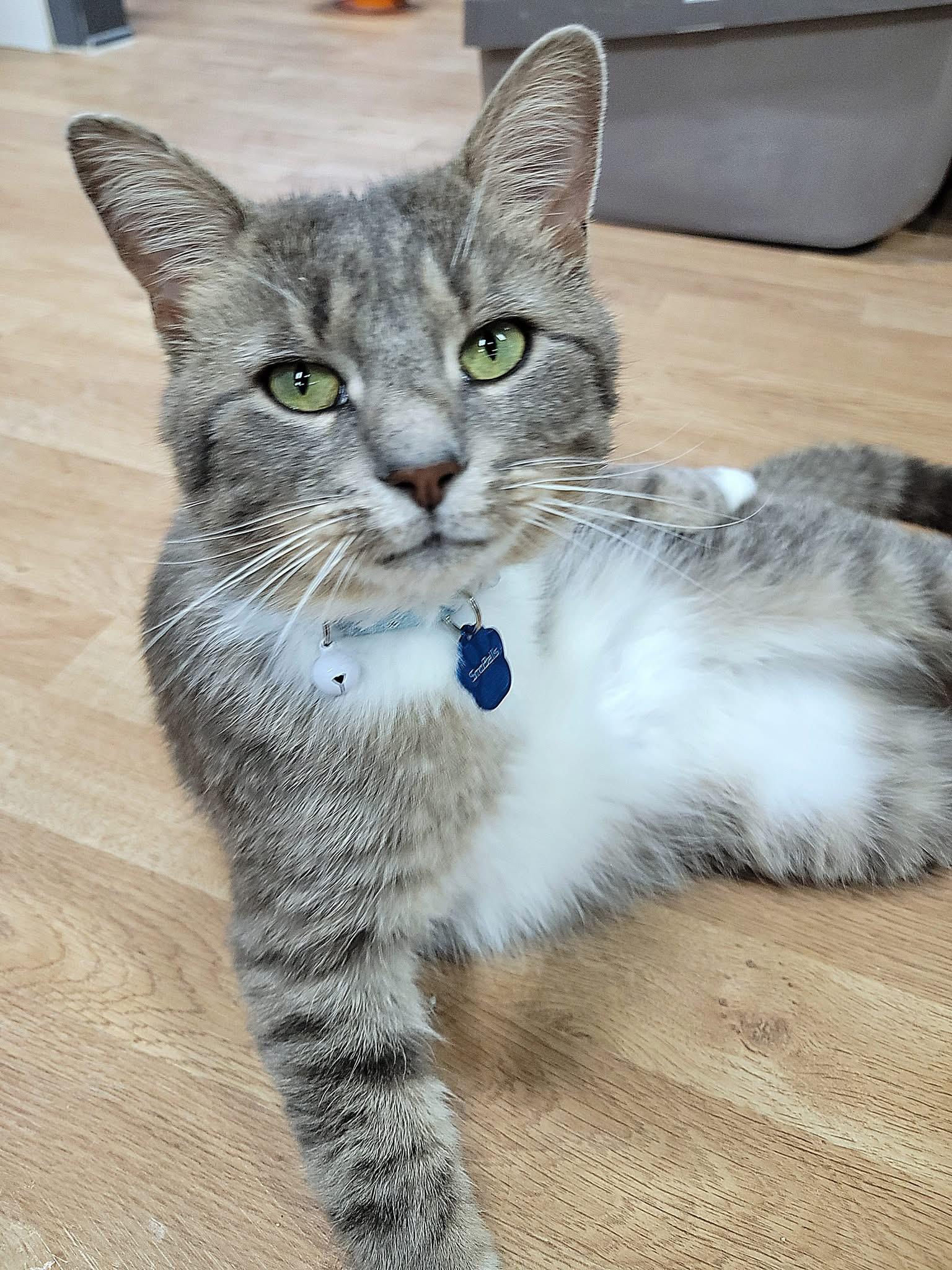 SnoBalls, Adult Male Domestic Short Hair