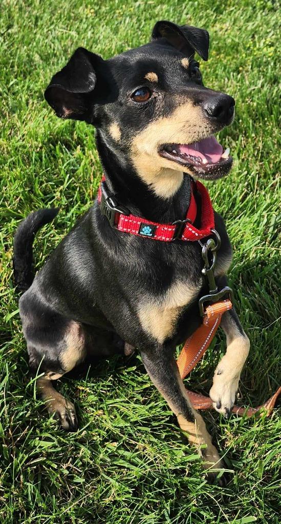 Toby Teeth thumbnail 2