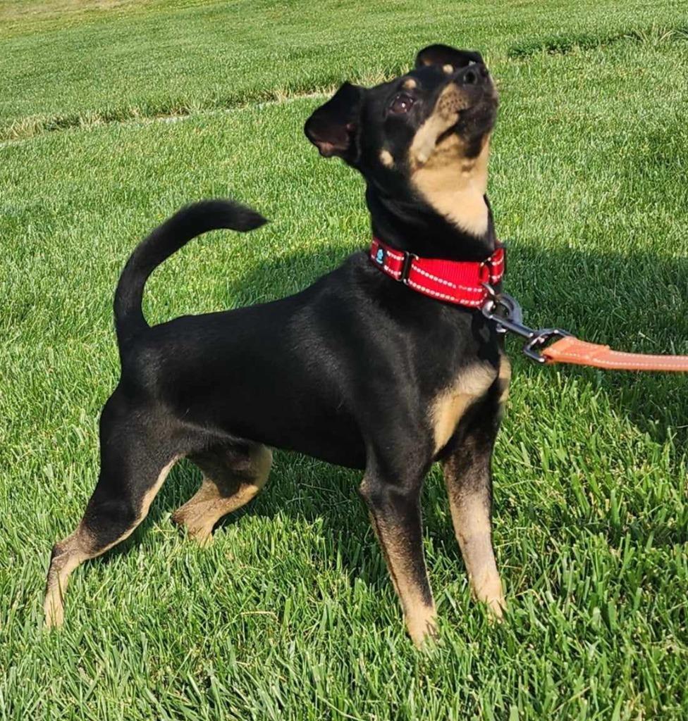 Toby Teeth thumbnail 3