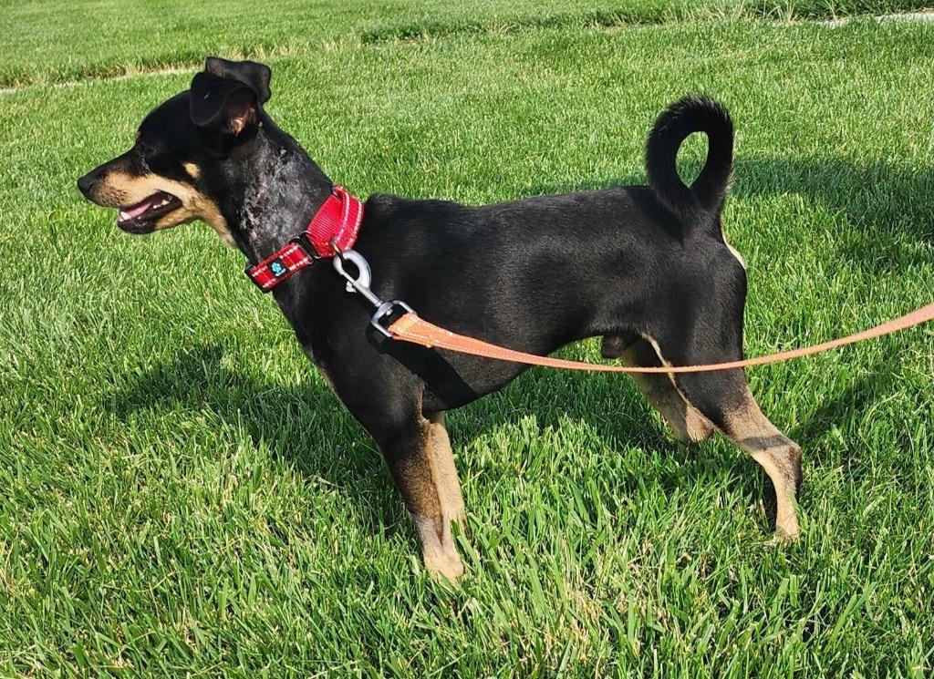 Toby Teeth thumbnail 4