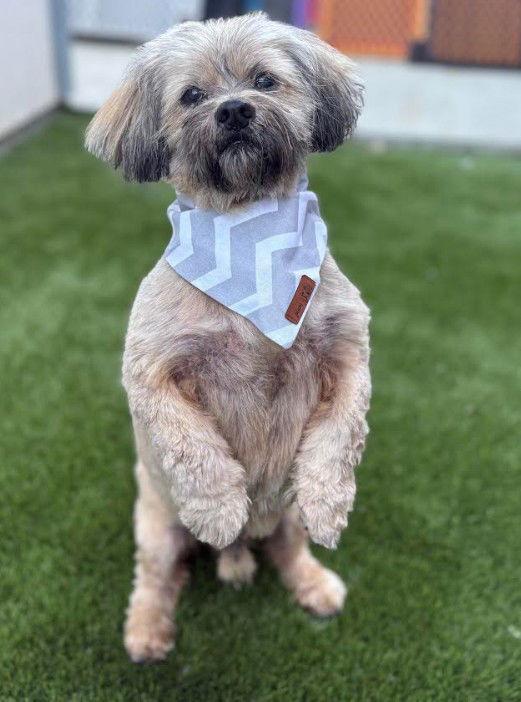 Kitt — thumbnail 7