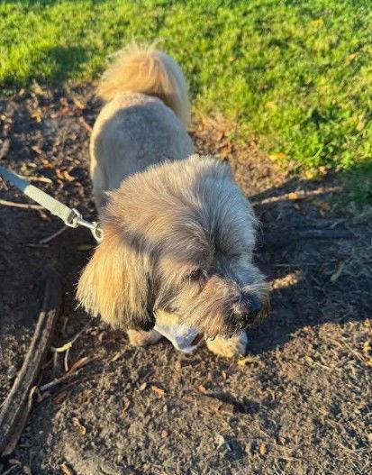 Kitt — thumbnail 8