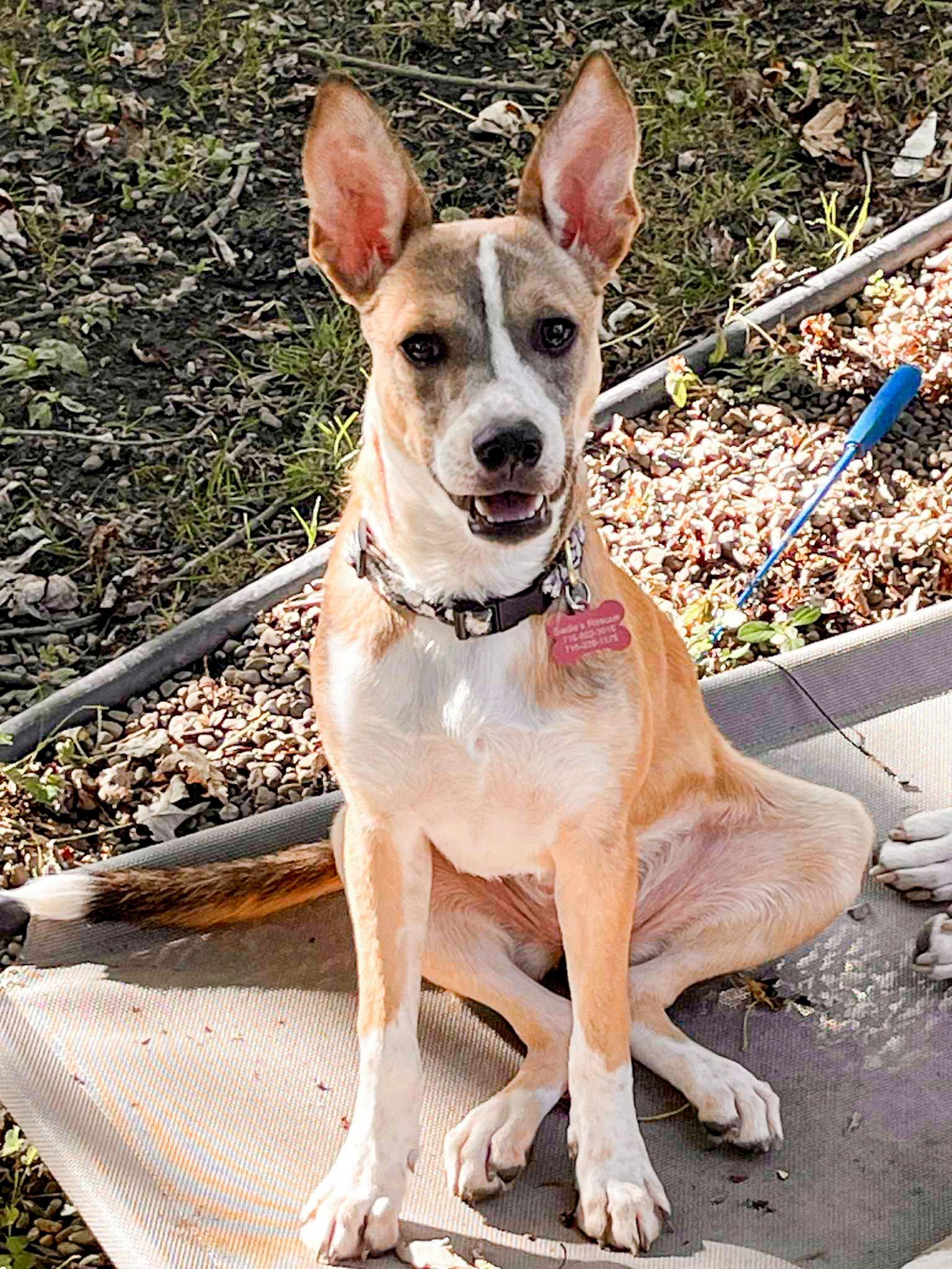 Vixen, Adoptable, Young Female Cattle Dog.
