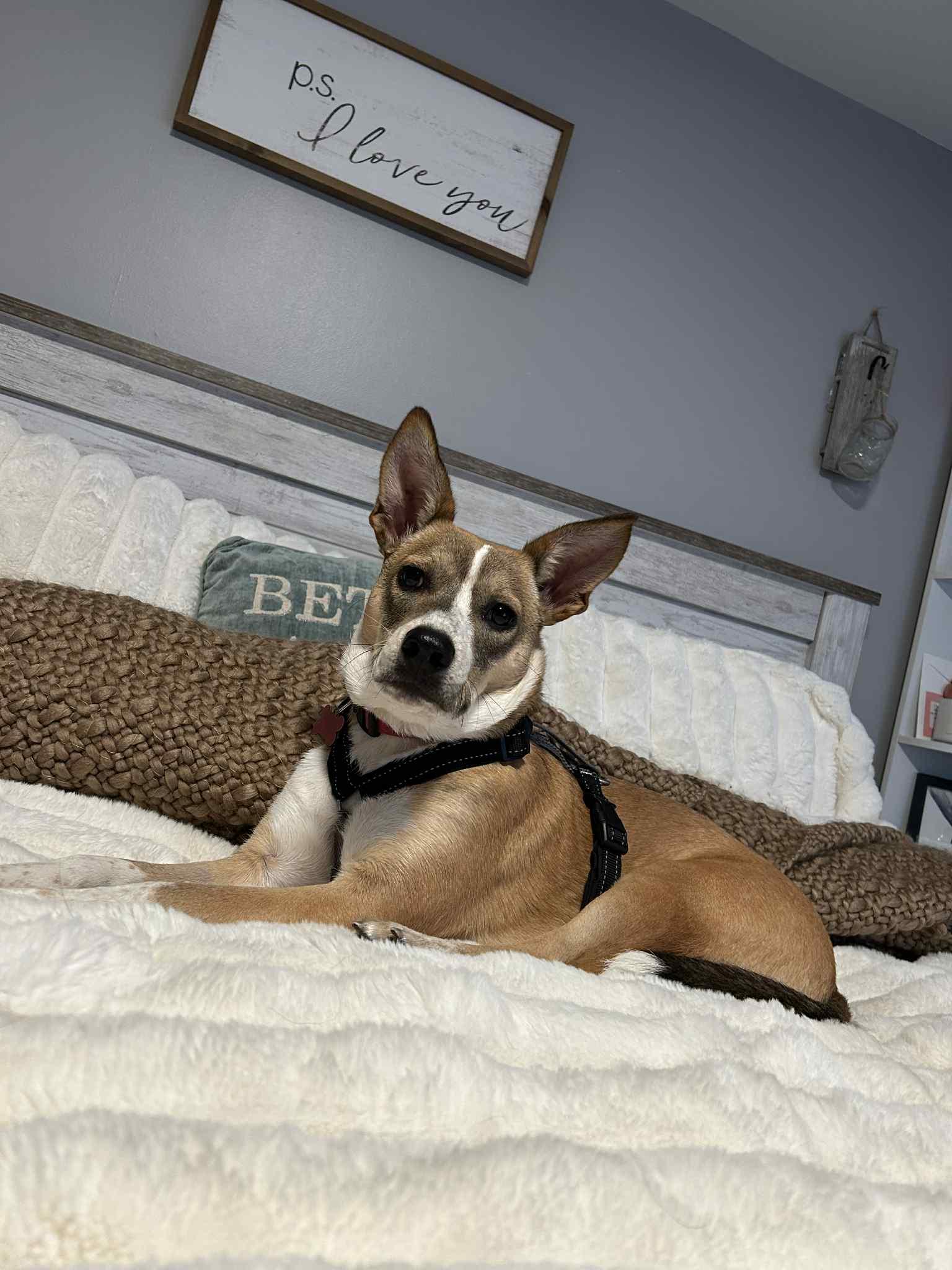 Enlarge Vixen, a Adoptable Cattle Dog in Springville, NY image 2/3