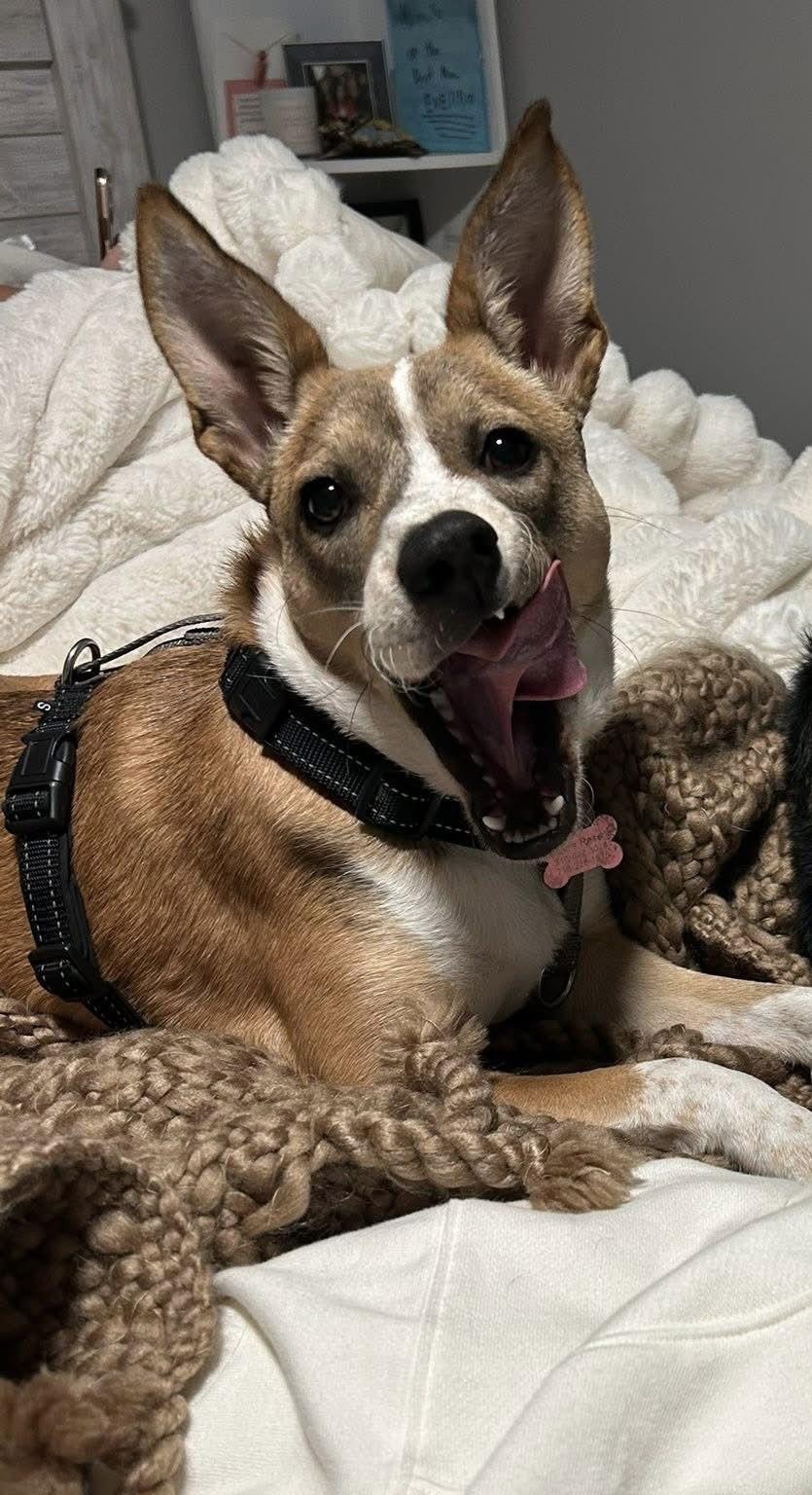 Enlarge Vixen, a Adoptable Cattle Dog in Springville, NY image 3/3