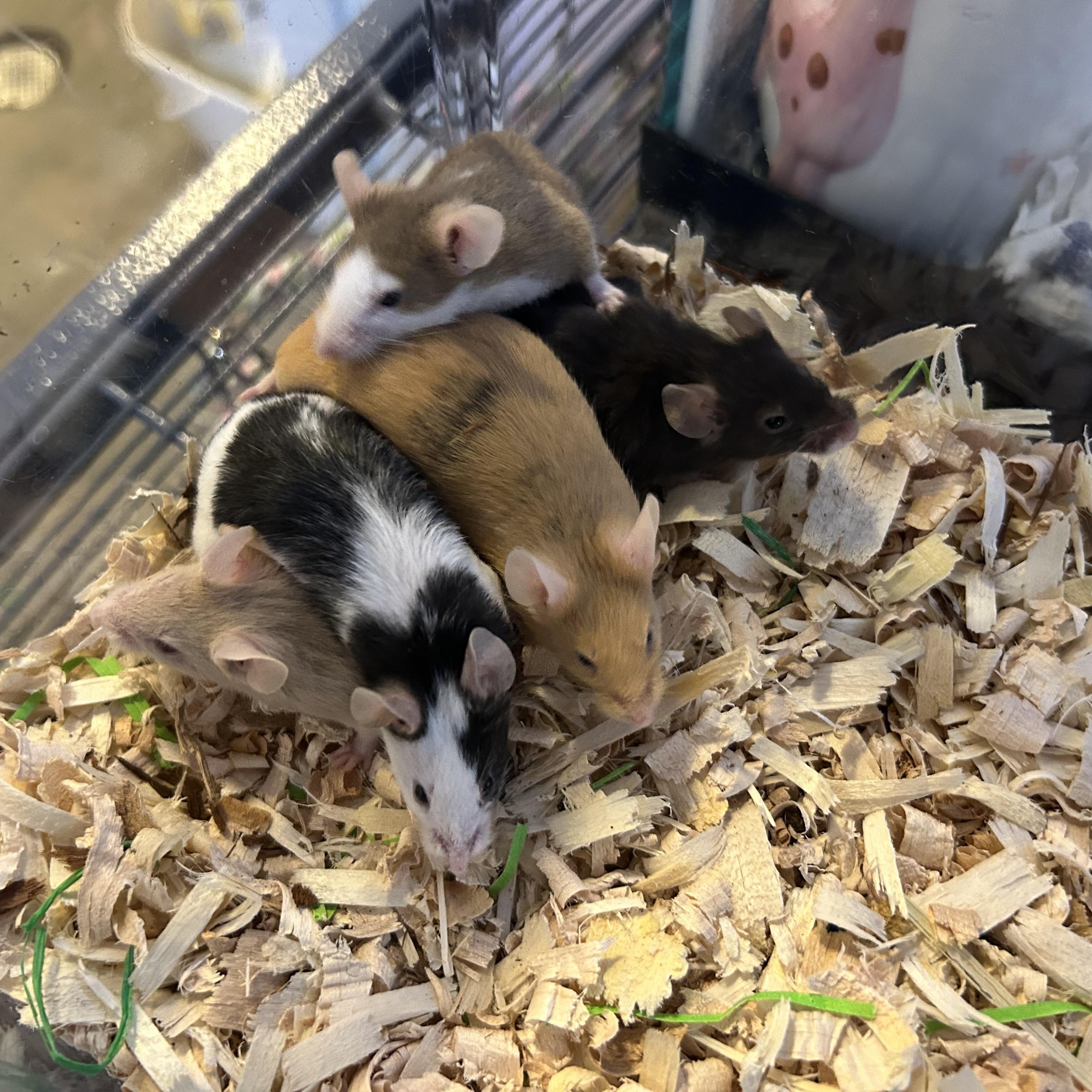 Enlarge Five Female Mice, a Adoptable Mouse in Omaha, NE image 5/6