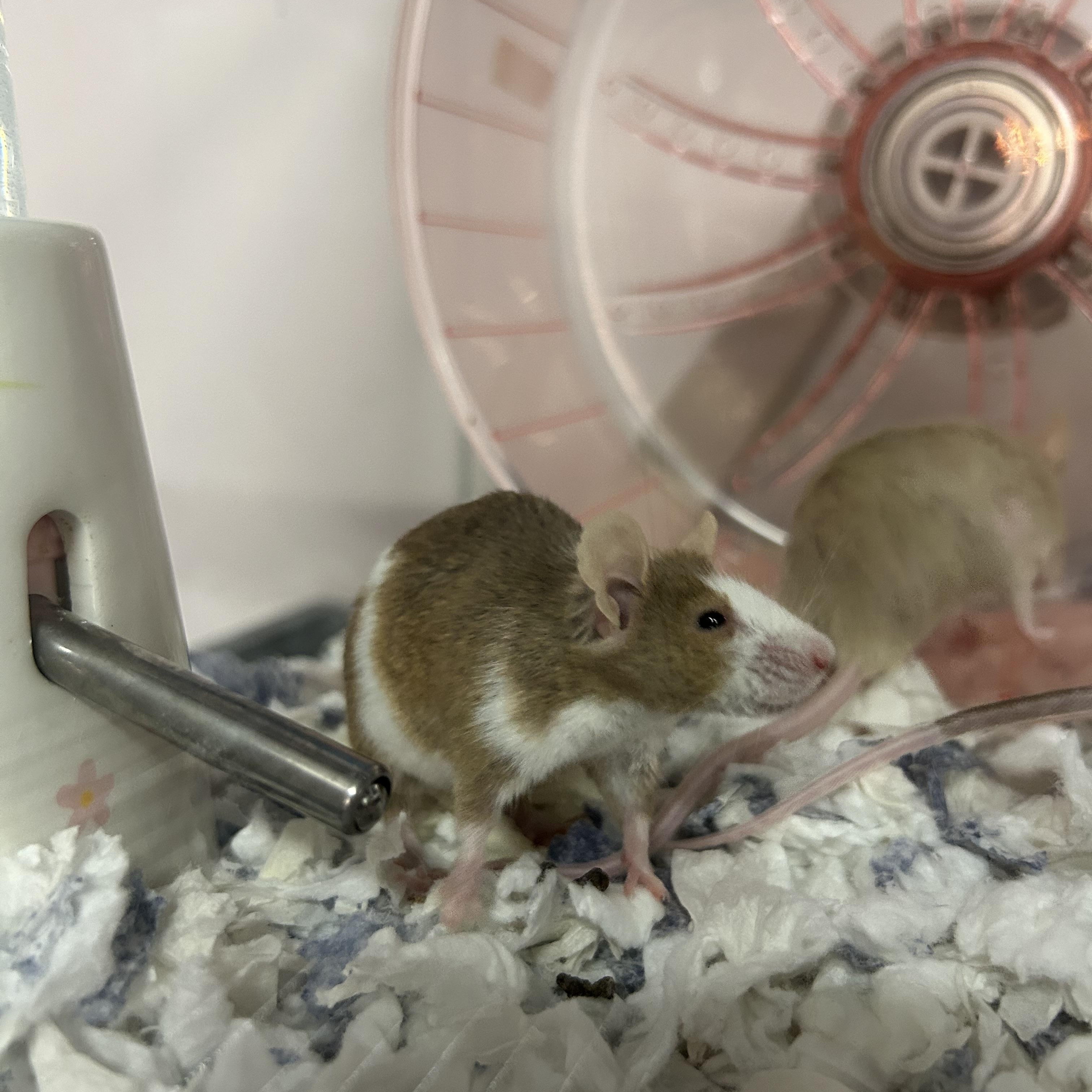 Enlarge Five Female Mice, a Adoptable Mouse in Omaha, NE image 4/6