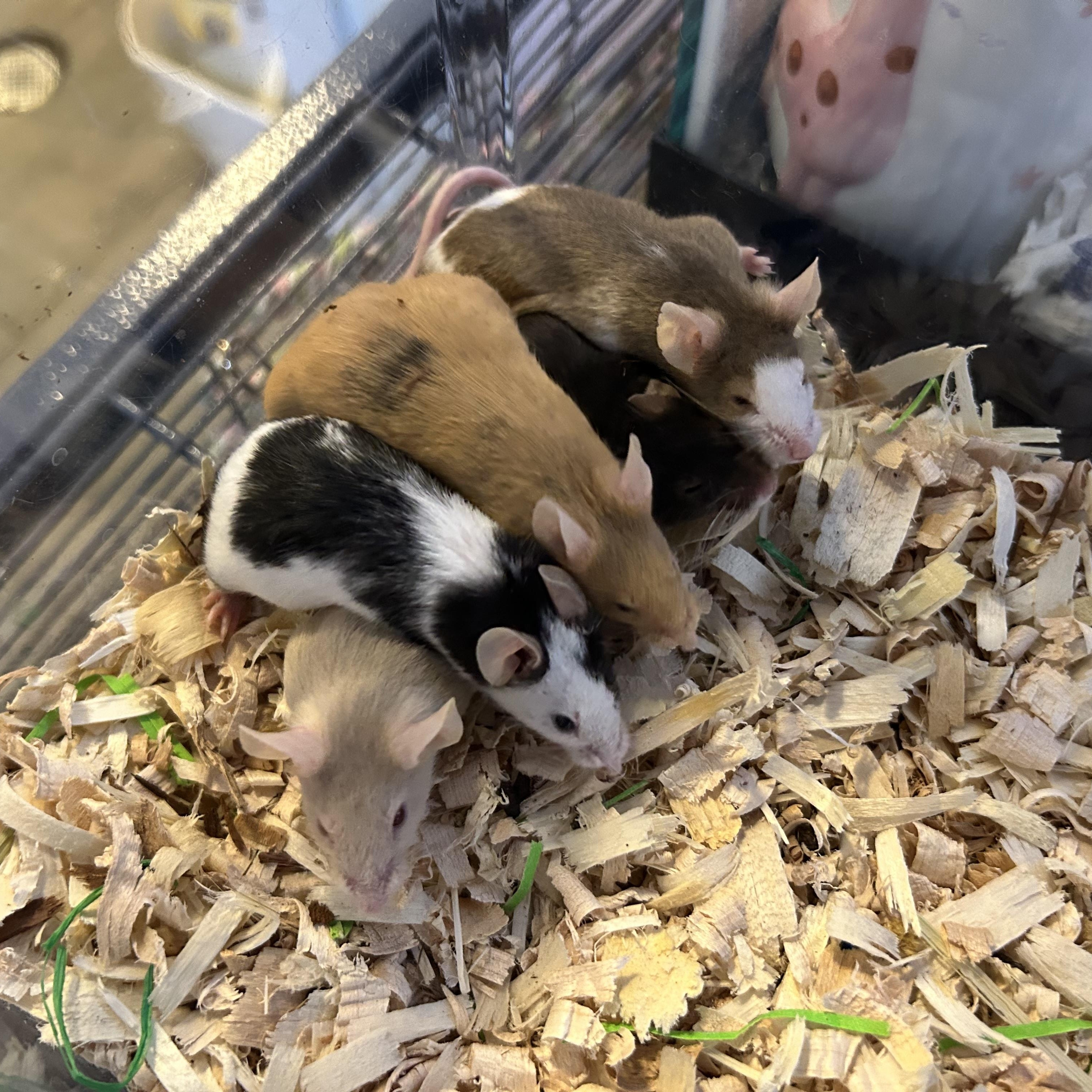 Enlarge Five Female Mice, a Adoptable Mouse in Omaha, NE image 1/6