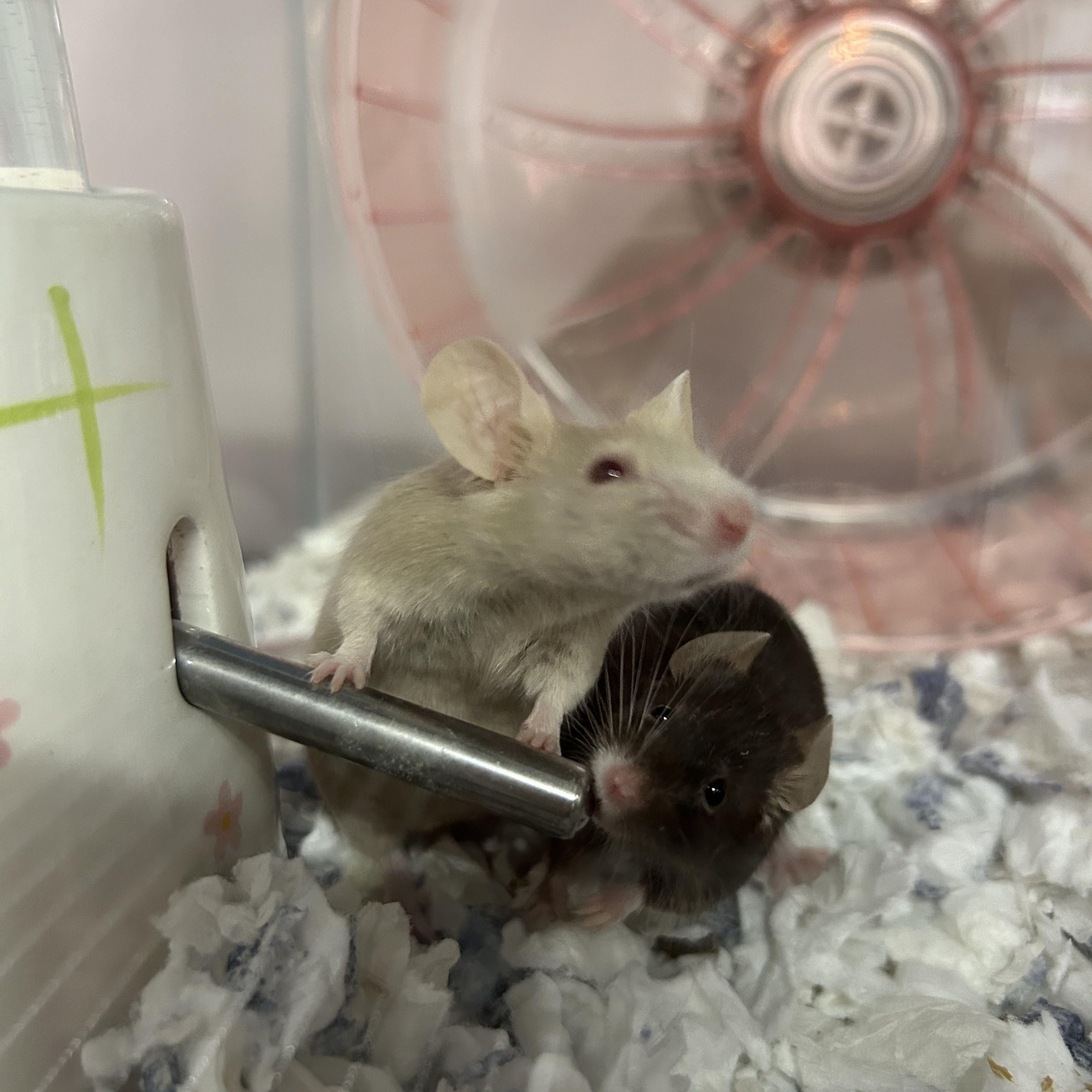 Enlarge Five Female Mice, a Adoptable Mouse in Omaha, NE image 3/6