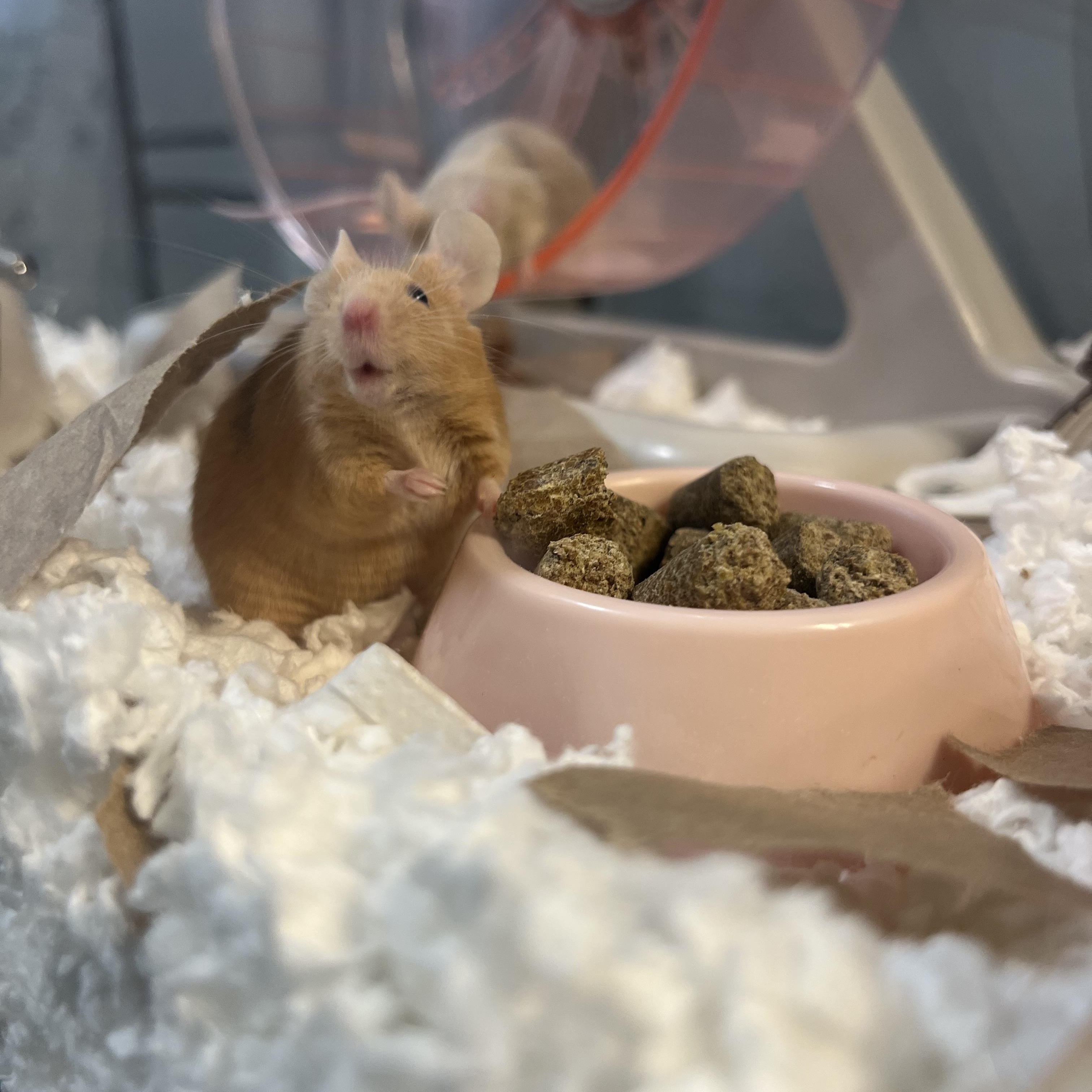 Enlarge Five Female Mice, a Adoptable Mouse in Omaha, NE image 6/6