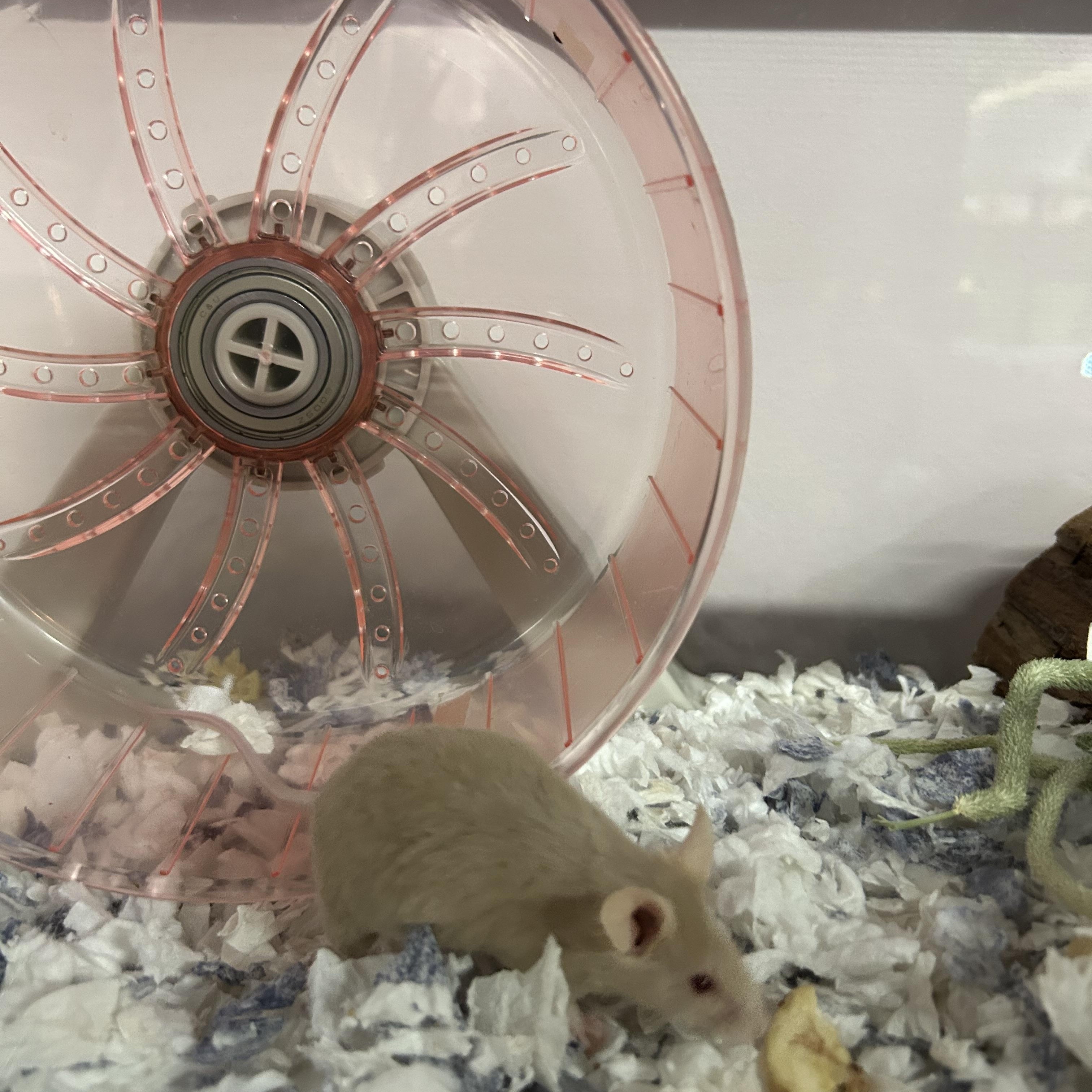 Enlarge Five Female Mice, a Adoptable Mouse in Omaha, NE image 2/6
