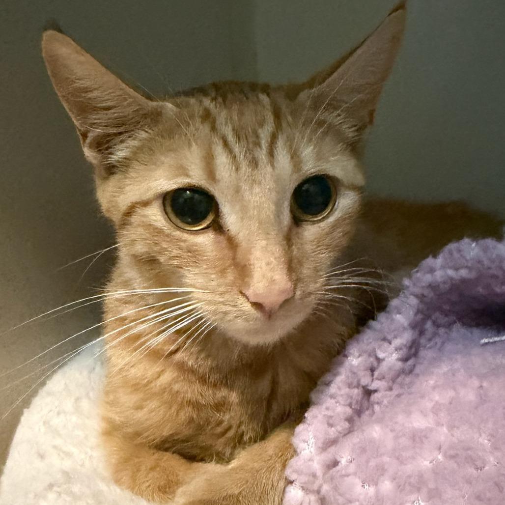 Emily, Adoptable, Young Female Domestic Short Hair.