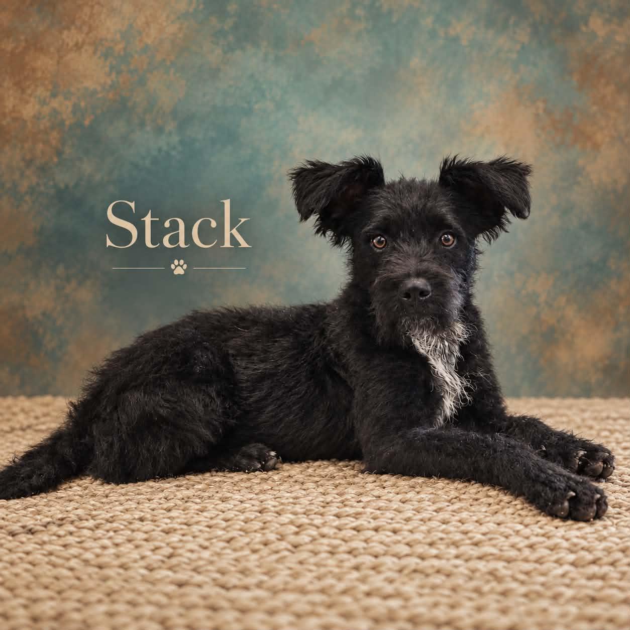 Stack, ADOPTABLE, Adult • Male, Standard Schnauzer.
