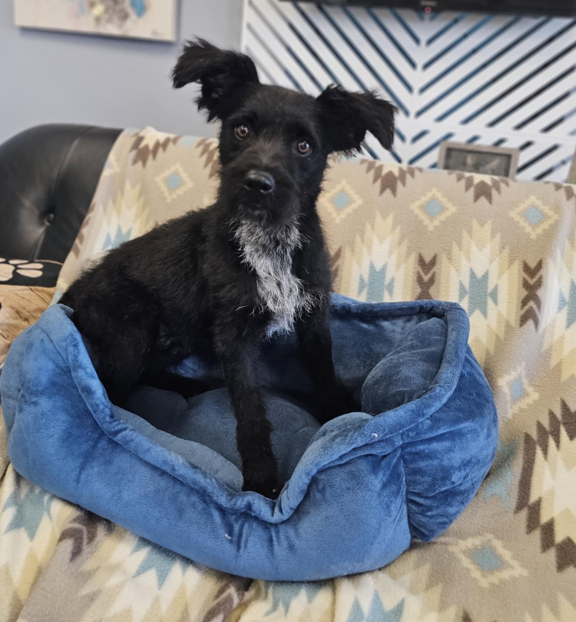 Enlarge Stack, a Adoptable mixed breed in San Angelo , TX image 1/6