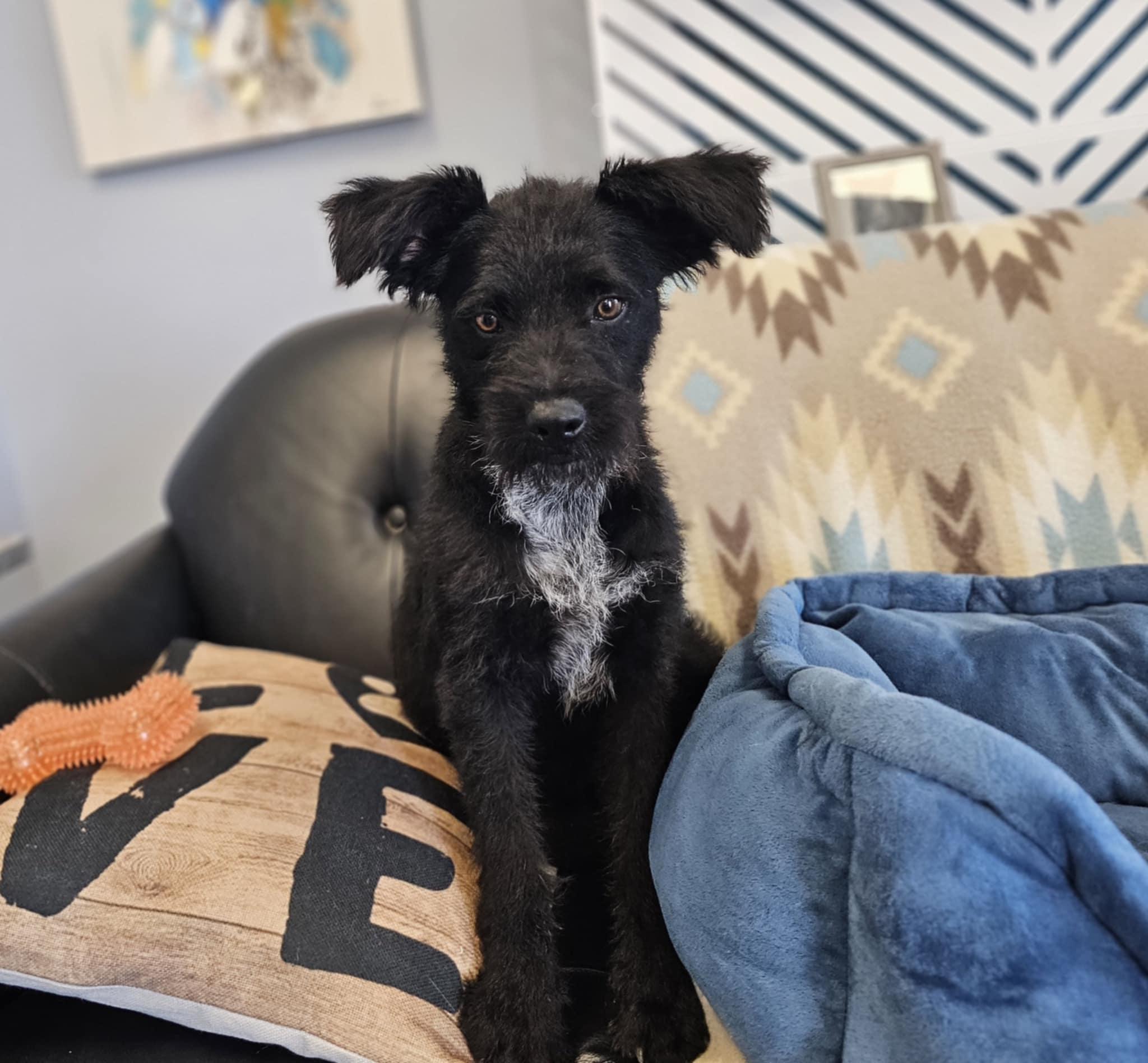 Enlarge Stack, a Adoptable mixed breed in San Angelo , TX image 2/6